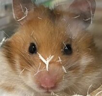 いえやすちゃん | こころみたす ペット思い出セレモニー