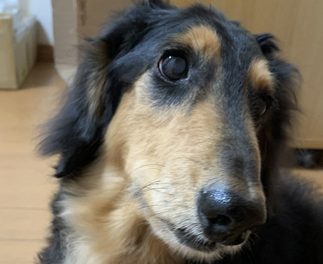 こころみたすペット思い出セレモニーにて葬儀したペットちゃん | らんまるくん