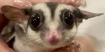 ももくん | こころみたす ペット思い出セレモニー