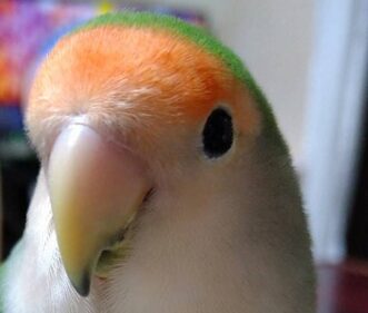 ミーちゃん | こころみたす ペット思い出セレモニー