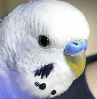 こころみたすペット思い出セレモニーにて葬儀したペットちゃん | ピーくん