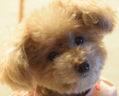 プーちゃん | こころみたす ペット思い出セレモニー