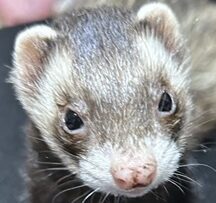 こころみたすペット思い出セレモニーにて葬儀したペットちゃん | ハリーくん