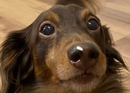 ロロくん | こころみたす ペット思い出セレモニー