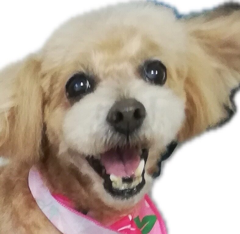 ゆめちゃん | こころみたす ペット思い出セレモニー