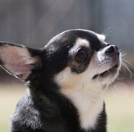 ちはやちゃん | こころみたす ペット思い出セレモニー