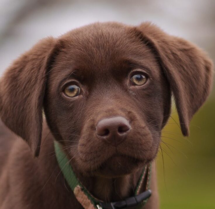 こころみたすペット思い出セレモニーにて葬儀したペットちゃん | プリモくん