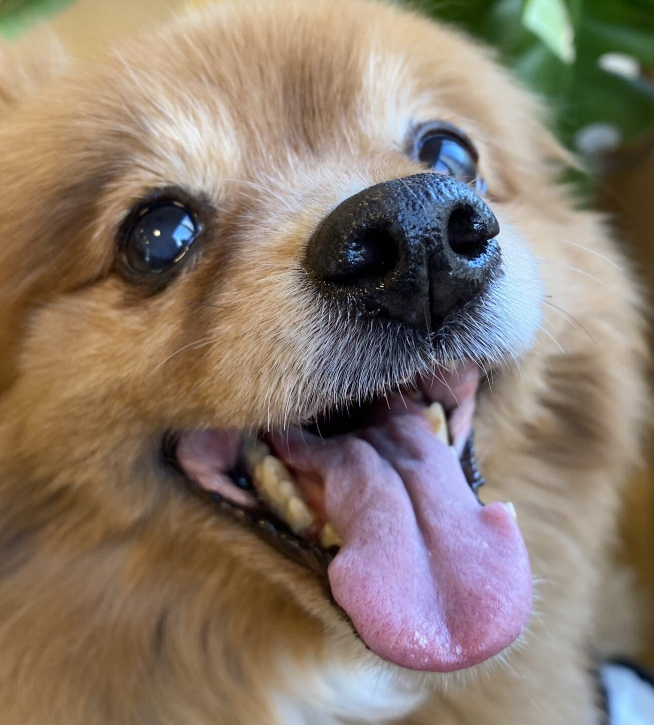 しゅんじろうちゃん | こころみたす ペット思い出セレモニー