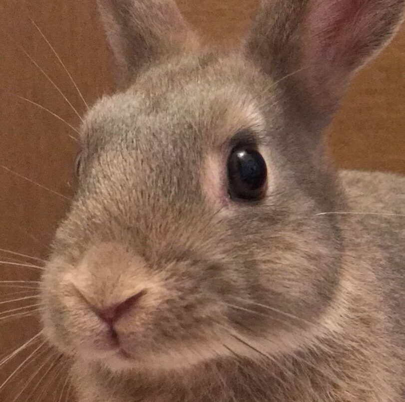 こころみたすペット思い出セレモニーにて葬儀したペットちゃん | シエルちゃん