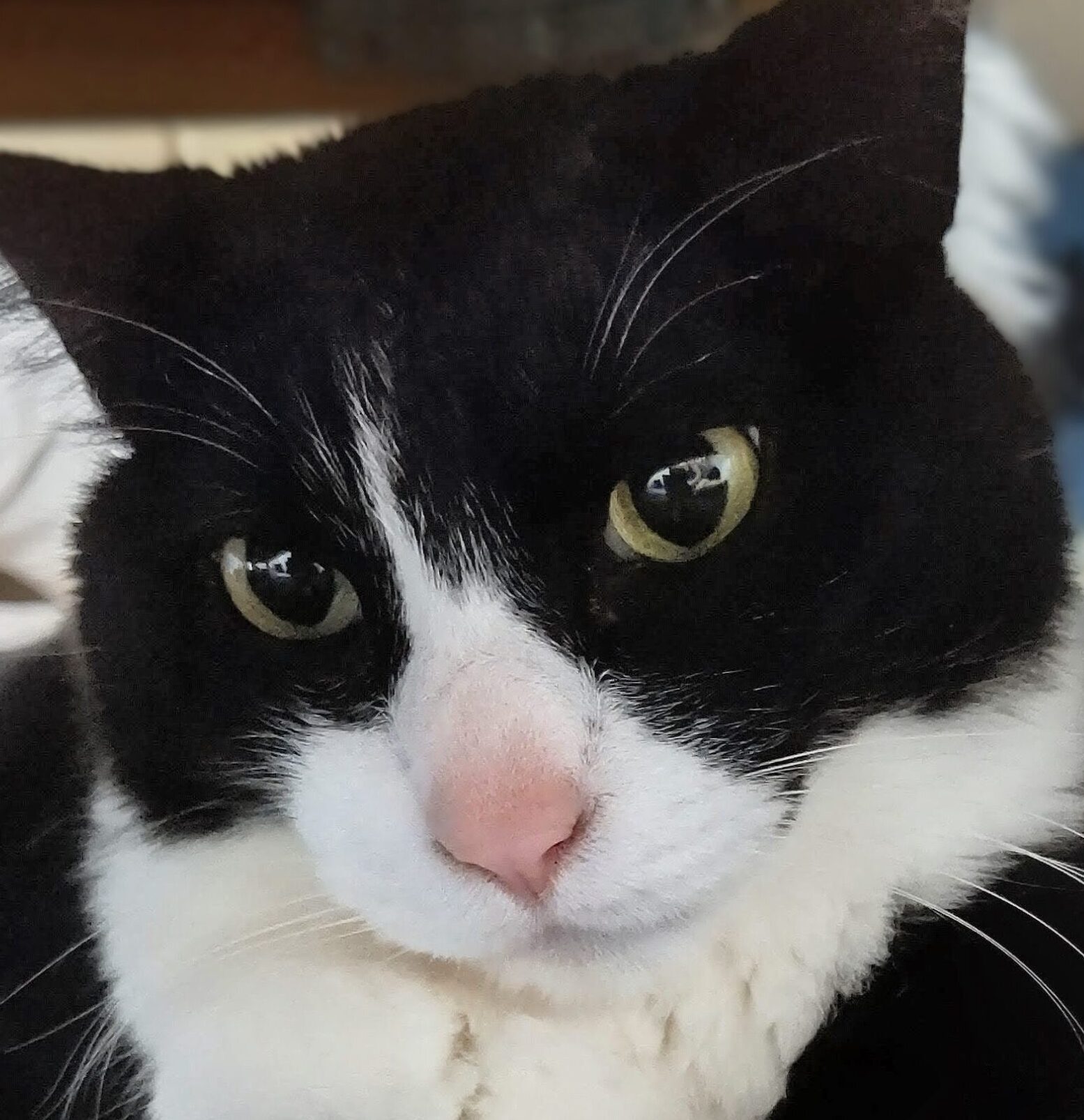 こころみたすペット思い出セレモニーにて葬儀したペットちゃん | クロくん