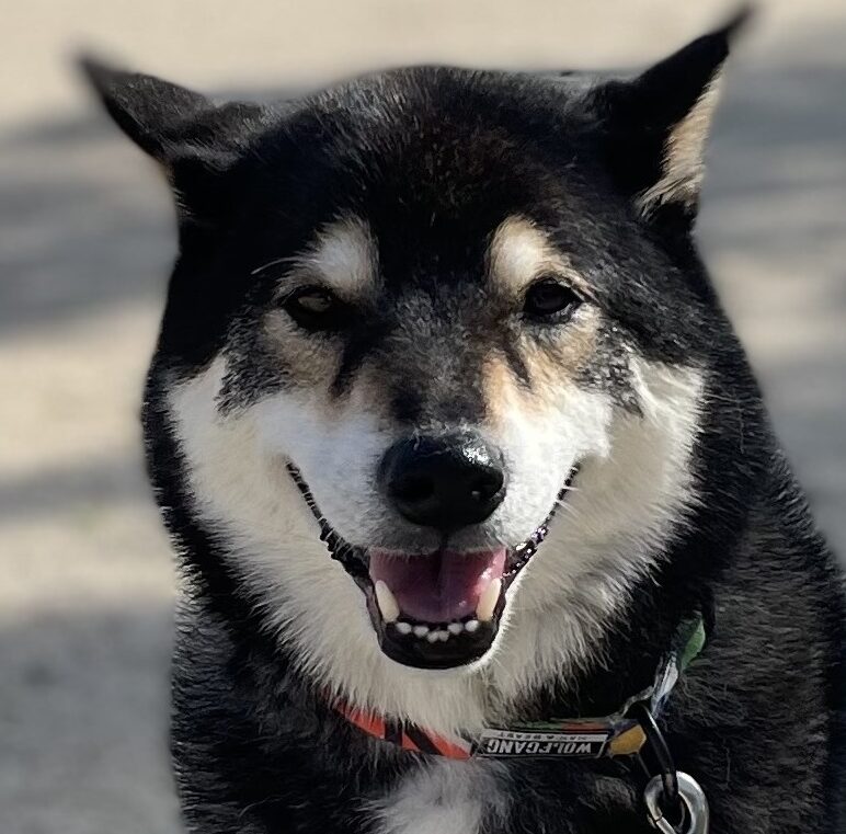 こころみたすペット思い出セレモニーにて葬儀したペットちゃん | マロ太郎くん