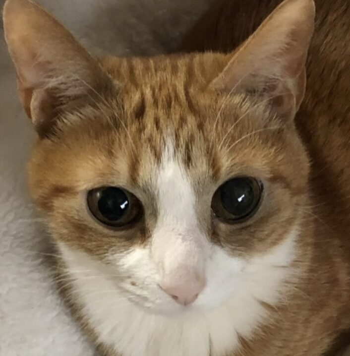 くぅくん | こころみたす ペット思い出セレモニー