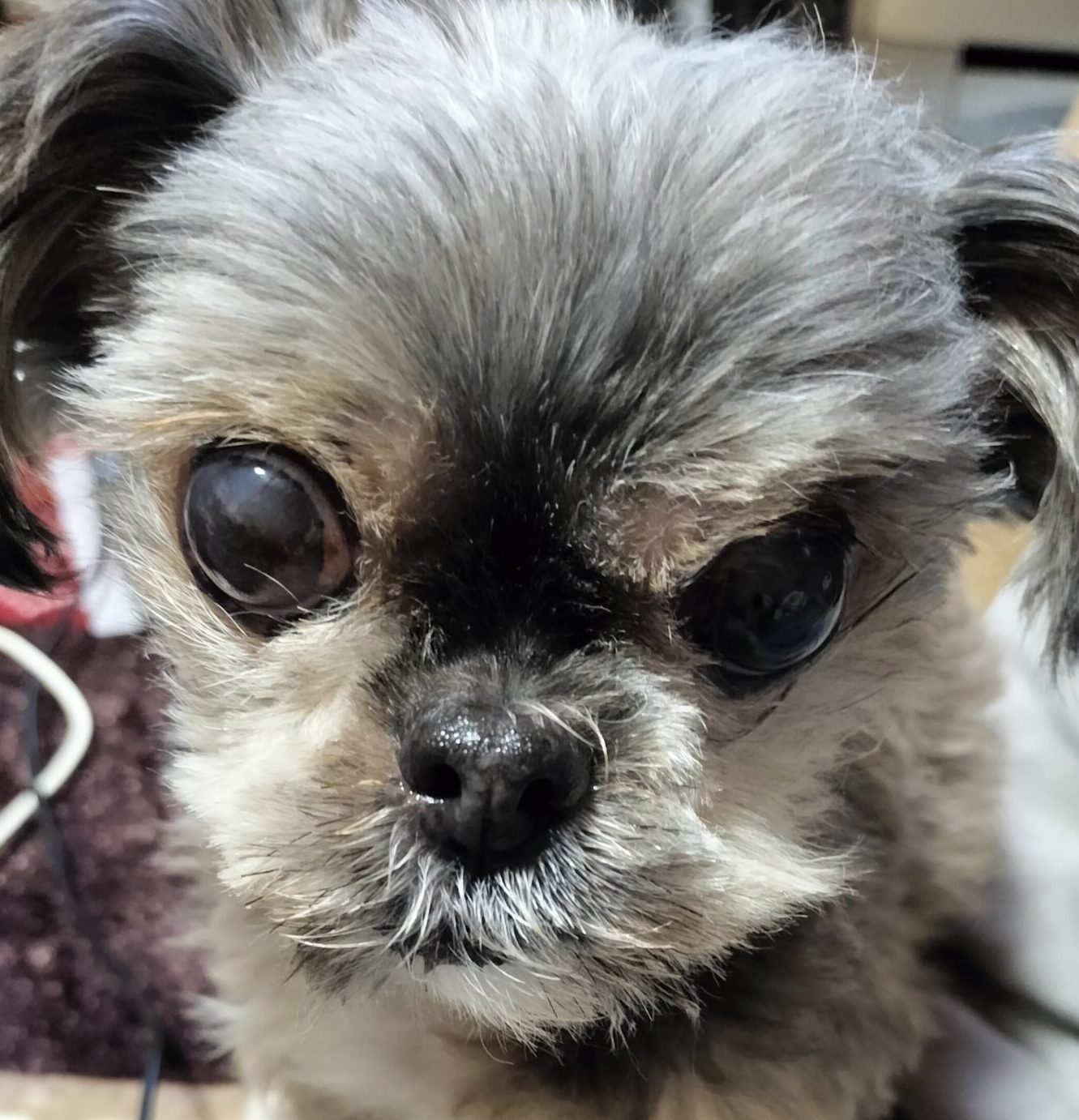 モカちゃん | こころみたす ペット思い出セレモニー