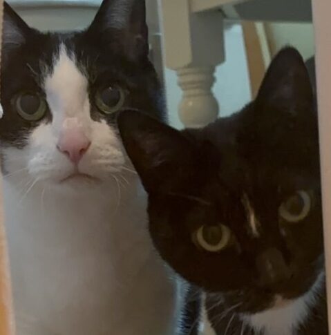 こころみたすペット思い出セレモニーにて葬儀したペットちゃん | ティトくん