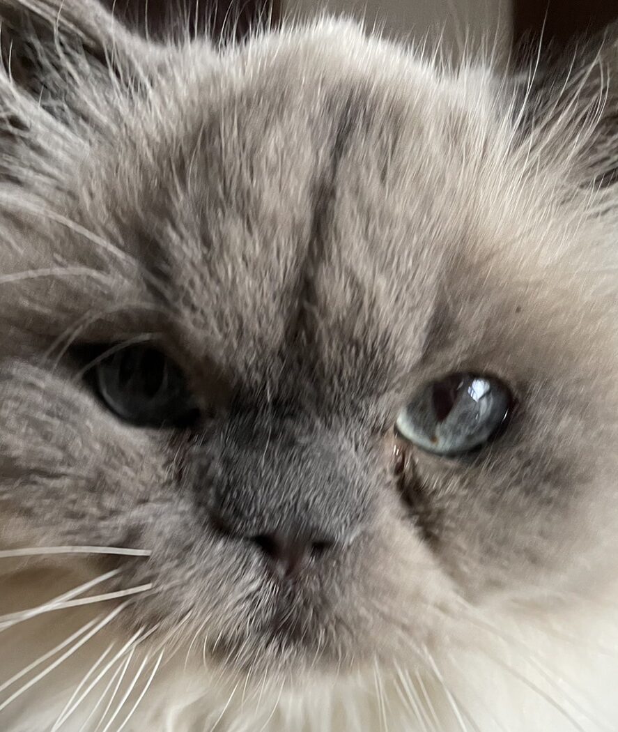 こころみたすペット思い出セレモニーにて葬儀したペットちゃん | 八男くん