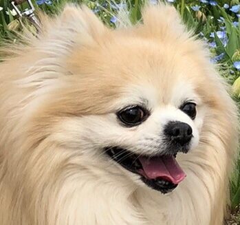 こころみたすペット思い出セレモニーにて葬儀したペットちゃん | ベルくん