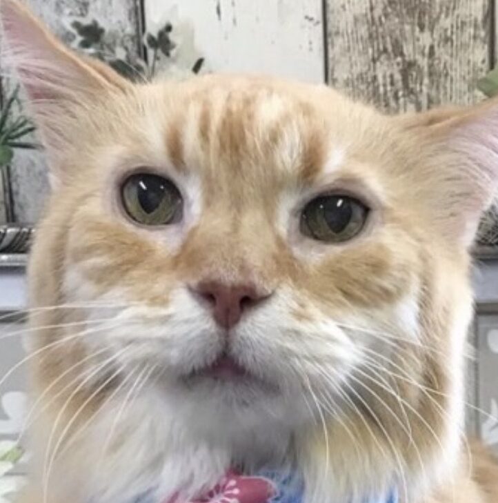 ハバネロくん | こころみたす ペット思い出セレモニー