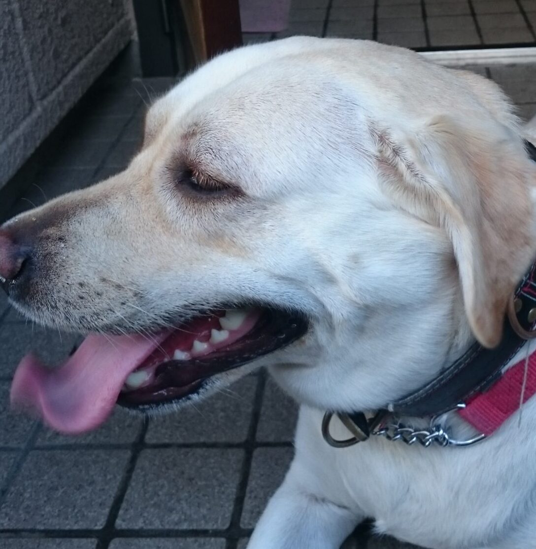 こころみたすペット思い出セレモニーにて葬儀したペットちゃん | ハナちゃん