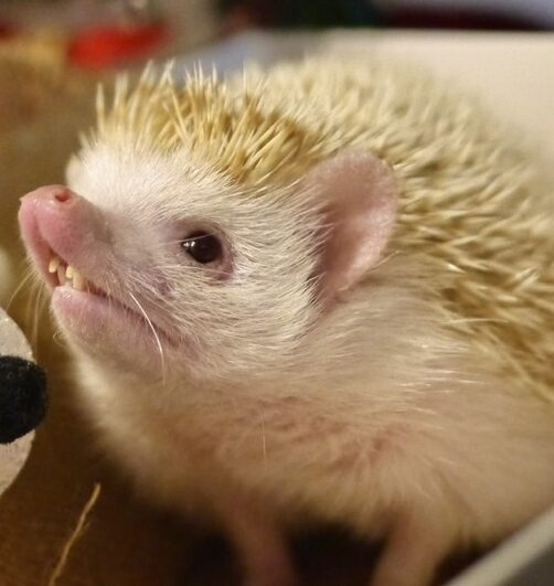 こころみたすペット思い出セレモニーにて葬儀したペットちゃん | おもちちゃん