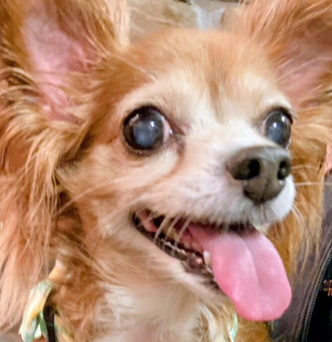 こころみたすペット思い出セレモニーにて葬儀したペットちゃん | あんこちゃん