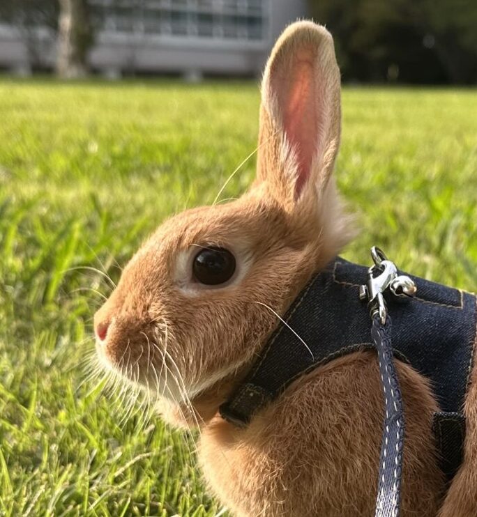 こころみたすペット思い出セレモニーにて葬儀したペットちゃん | ニコちゃん