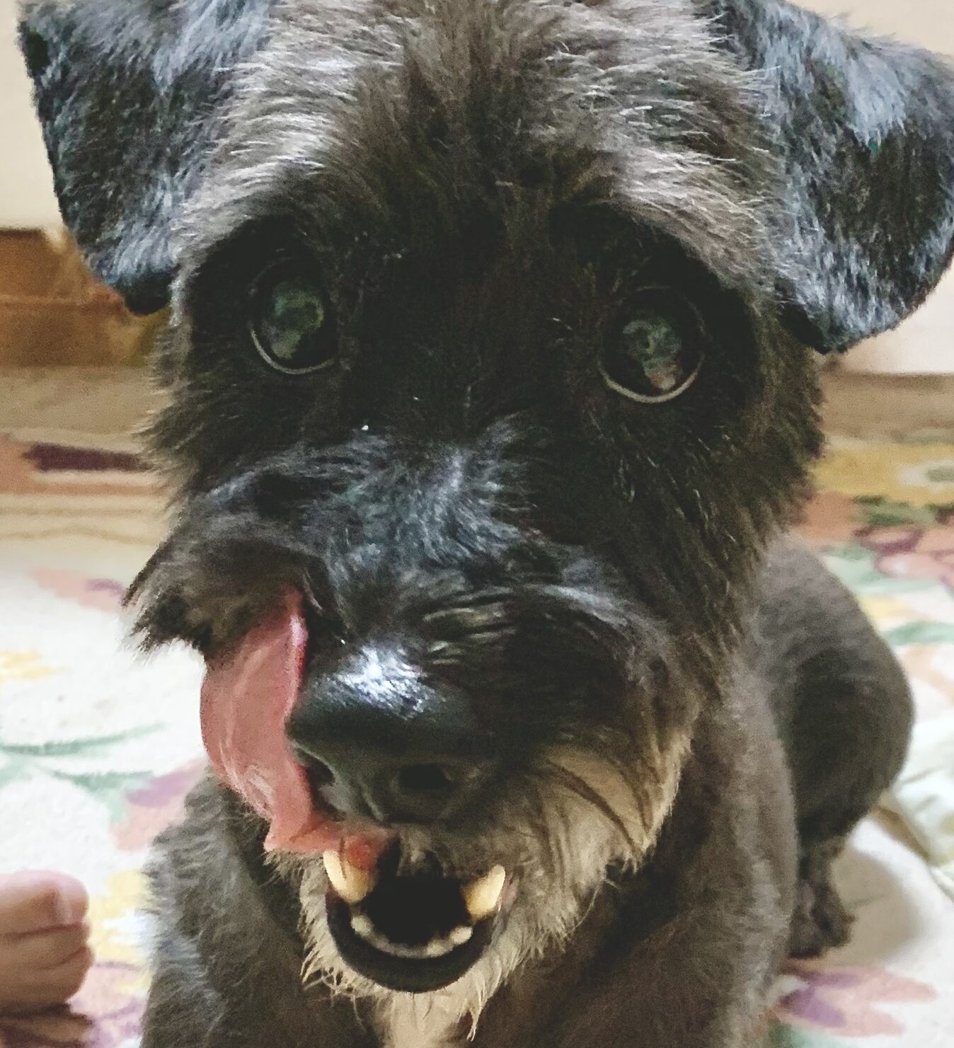 ピースくん | こころみたす ペット思い出セレモニー