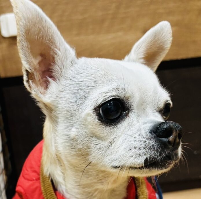 こころみたすペット思い出セレモニーにて葬儀したペットちゃん | はなこちゃん