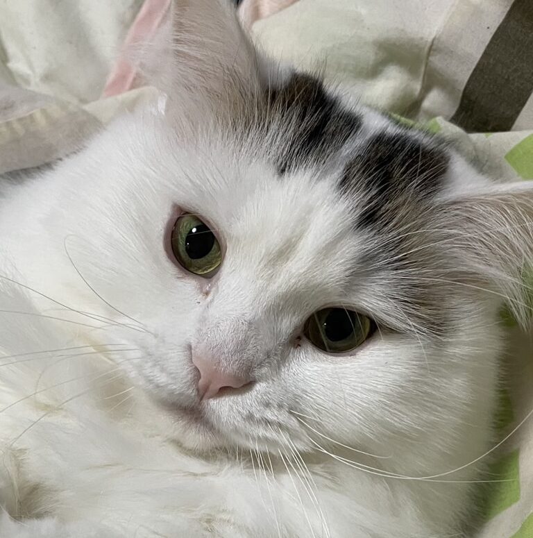 こころみたすペット思い出セレモニーにて葬儀したペットちゃん | イヴくん