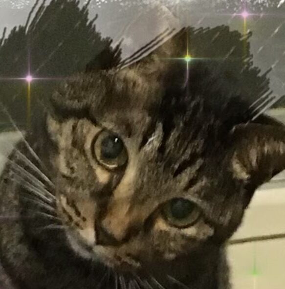 みーちゃん | こころみたす ペット思い出セレモニー