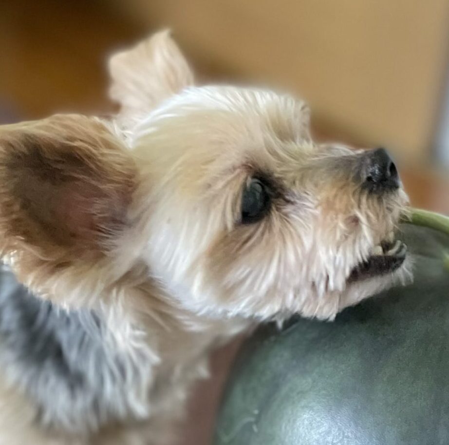 こころみたすペット思い出セレモニーにて葬儀したペットちゃん | モカちゃん