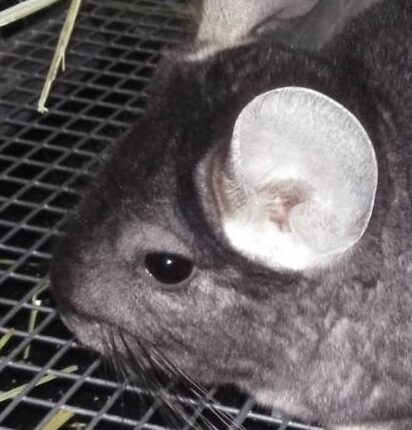 こころみたすペット思い出セレモニーにて葬儀したペットちゃん | トトちゃん