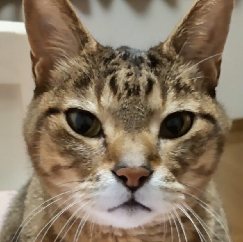 こころみたすペット思い出セレモニーにて葬儀したペットちゃん | あくびくん