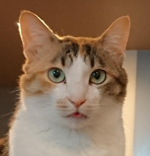 こころみたすペット思い出セレモニーにて葬儀したペットちゃん | みけこちゃん