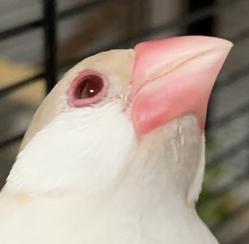 めるくん | こころみたす ペット思い出セレモニー