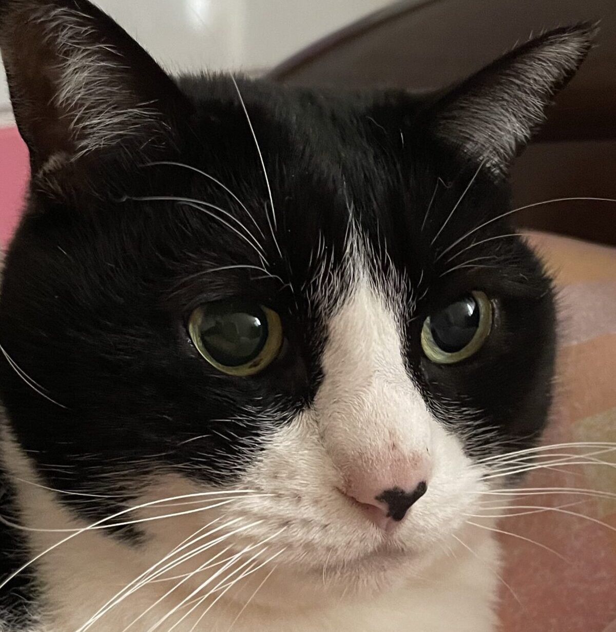 たまちゃん | こころみたす ペット思い出セレモニー