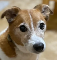 こころみたすペット思い出セレモニーにて葬儀したペットちゃん | マシューくん