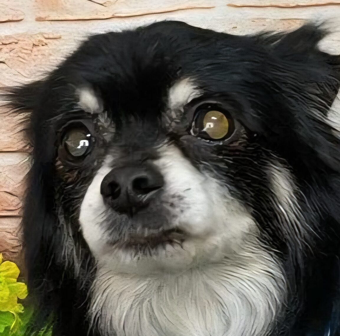 こころみたすペット思い出セレモニーにて葬儀したペットちゃん | ショコラくん