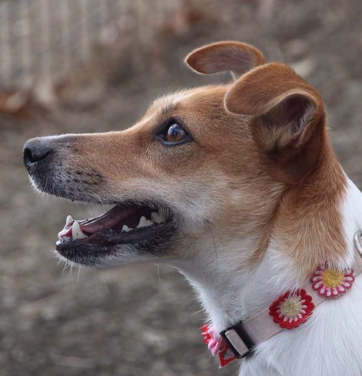 こころみたすペット思い出セレモニーにて葬儀したペットちゃん | ベリーちゃん
