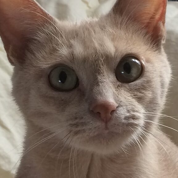 ねぎちゃん | こころみたす ペット思い出セレモニー