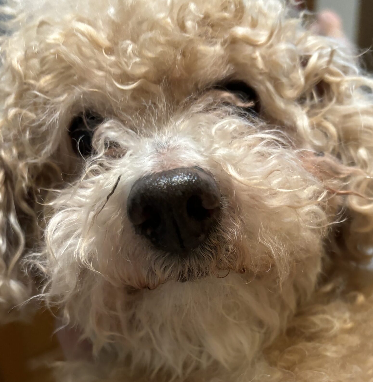 マロンくん | こころみたす ペット思い出セレモニー