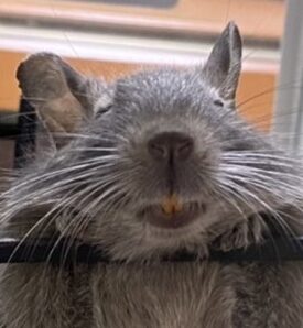 こころみたすペット思い出セレモニーにて葬儀したペットちゃん | ねねちゃん