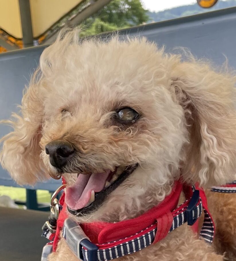 ココアちゃん | こころみたす ペット思い出セレモニー