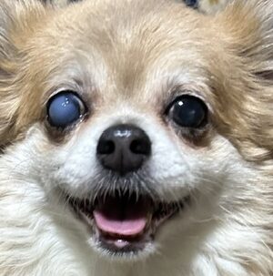 こころみたすペット思い出セレモニーにて葬儀したペットちゃん | もみじちゃん