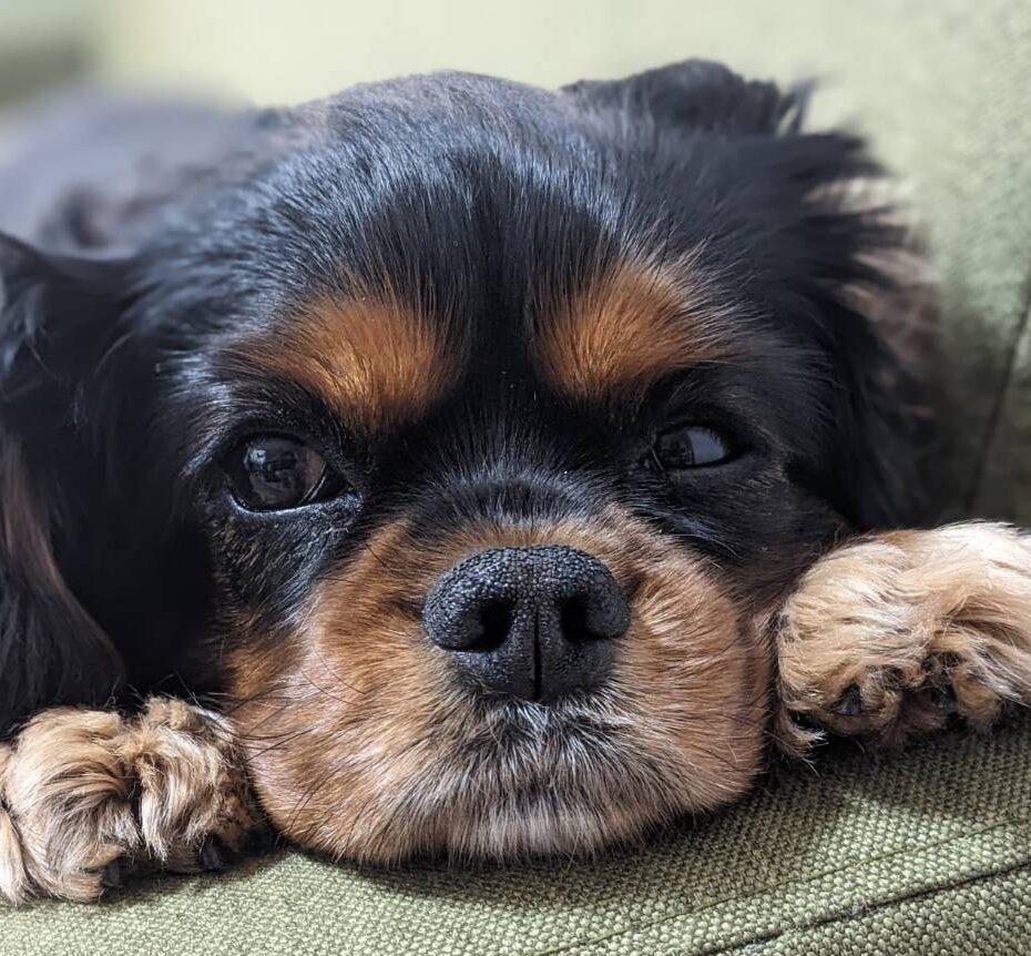 こころみたすペット思い出セレモニーにて葬儀したペットちゃん | マロくん