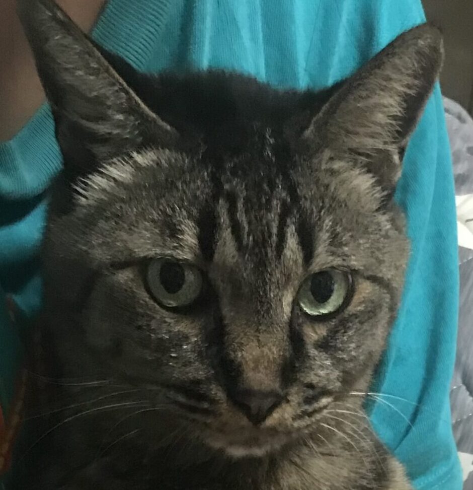 こころみたすペット思い出セレモニーにて葬儀したペットちゃん | ぶぶくん