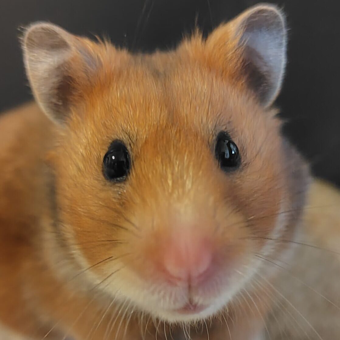 こころみたすペット思い出セレモニーにて葬儀したペットちゃん | まろんちゃん