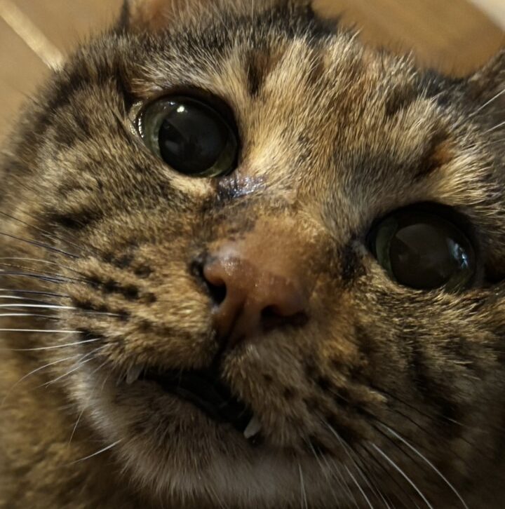 こころみたすペット思い出セレモニーにて葬儀したペットちゃん | フワちゃん