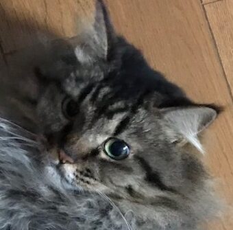 こころみたすペット思い出セレモニーにて葬儀したペットちゃん | ビビちゃん