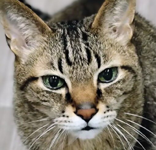 こころみたすペット思い出セレモニーにて葬儀したペットちゃん | レオくん