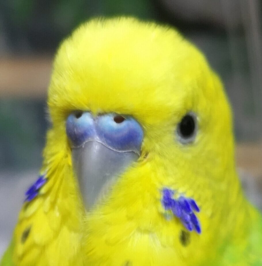 しのぶくん | こころみたす ペット思い出セレモニー